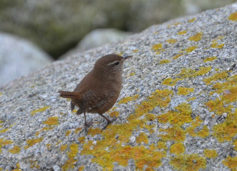 Troglodyte mignonadulte, identification