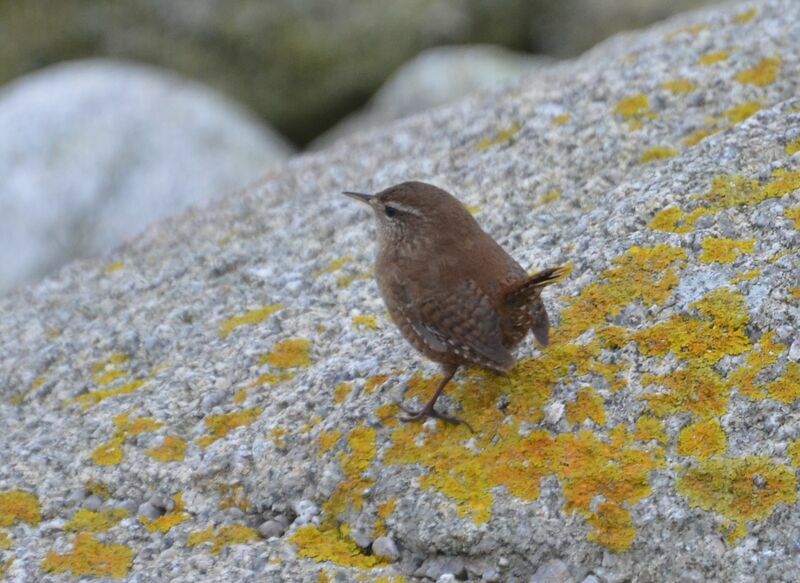 Troglodyte mignonadulte, identification