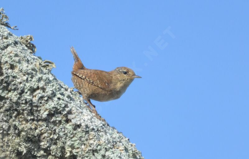 Eurasian Wrenadult