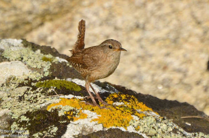 Troglodyte mignonadulte, identification