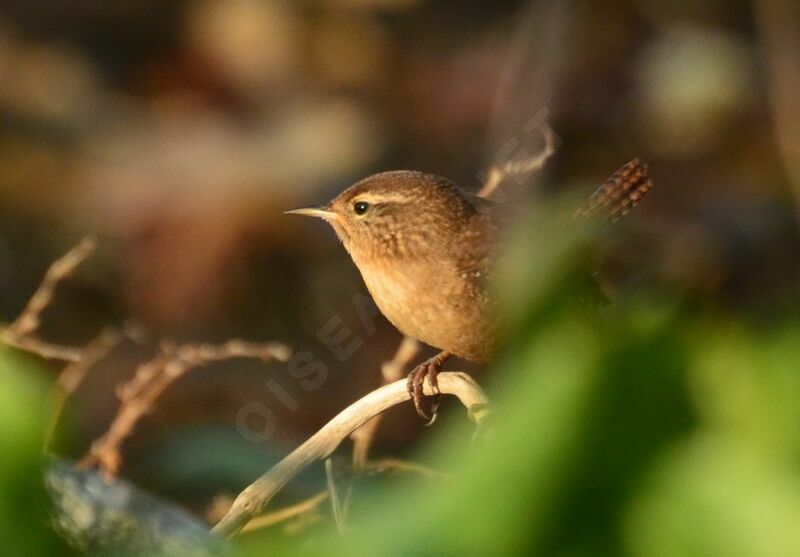 Eurasian Wrenadult