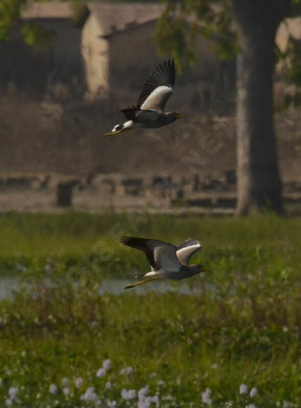 African Wattled Lapwing