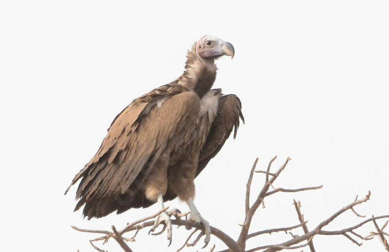 Lappet-faced Vulture, identification