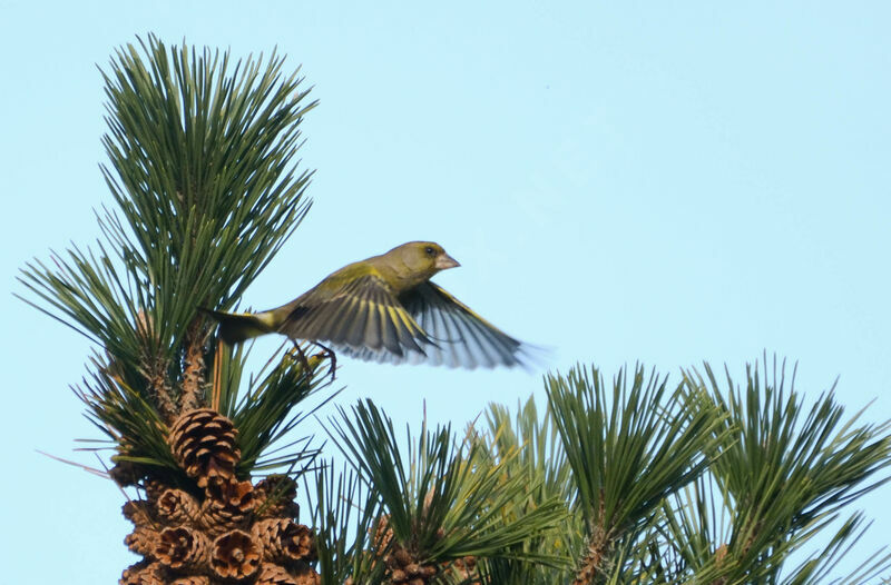 European Greenfinch, Flight