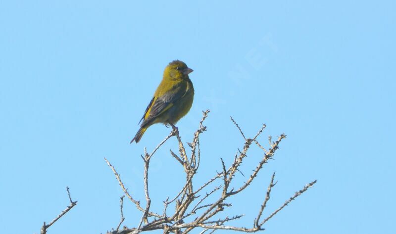 European Greenfinch