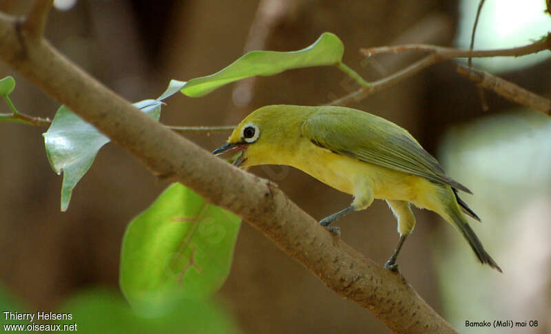 Northern Yellow White-eyeadult, song