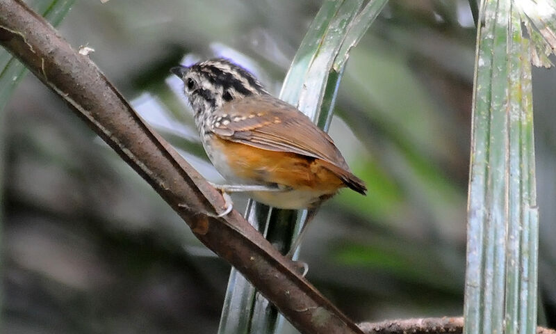 Guianan Warbling Antbird