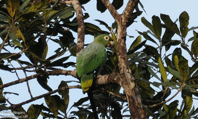 Amazone poudréeadulte, identification