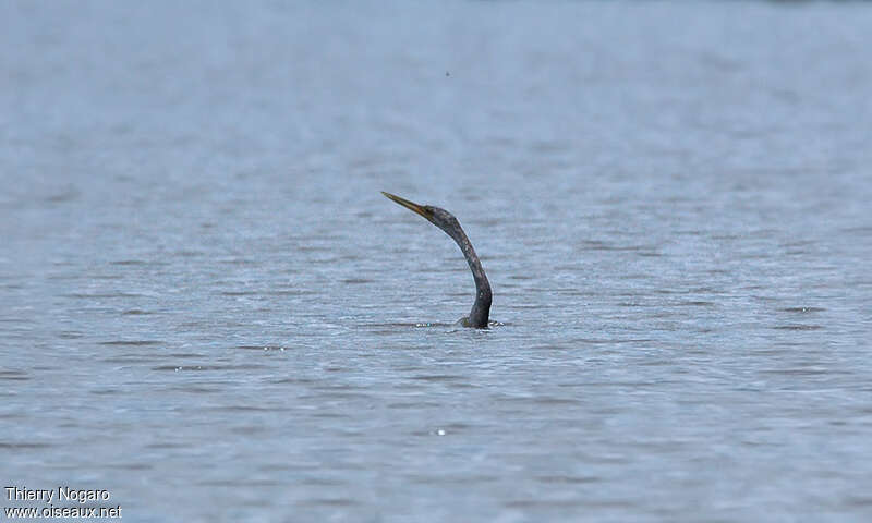 Anhinga d'Amérique, nage, pêche/chasse