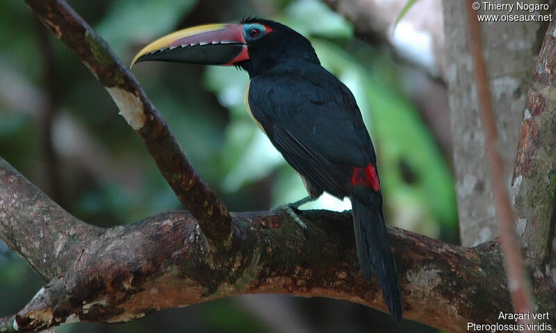 Green Aracari male adult