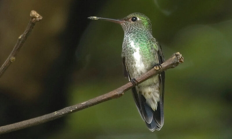 Glittering-throated Emerald