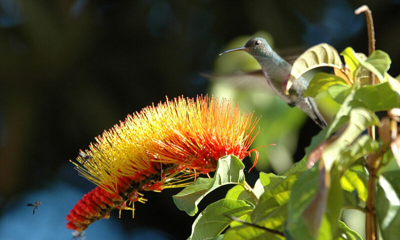 Glittering-throated Emerald