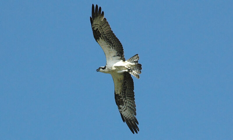 Osprey