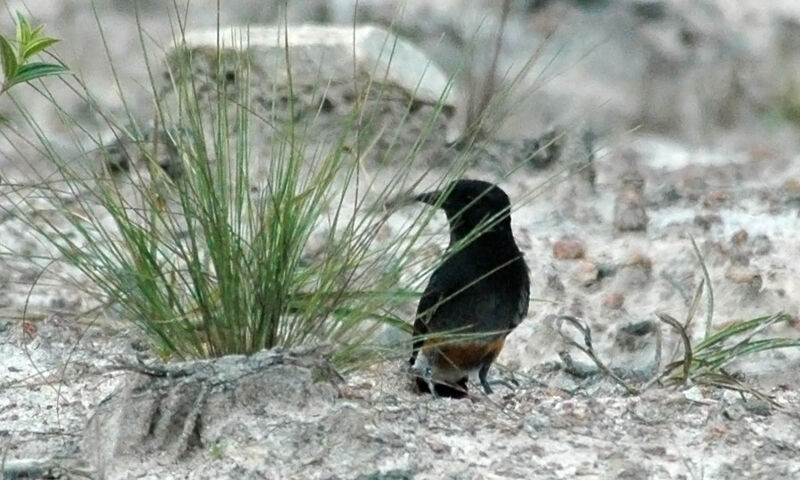 Swallow-winged Puffbird