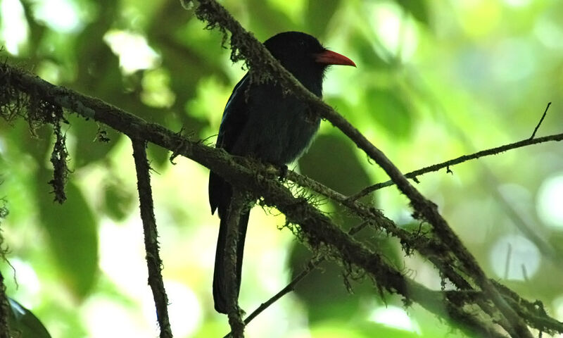 Black Nunbird