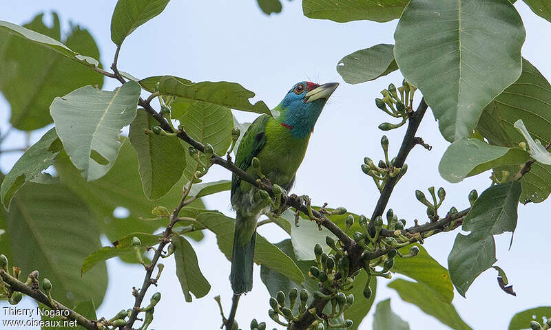 Blue-throated Barbetadult, habitat