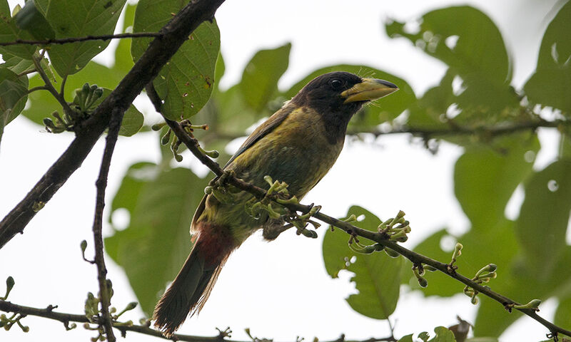 Great Barbet