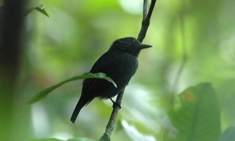 Cinereous Antshrike