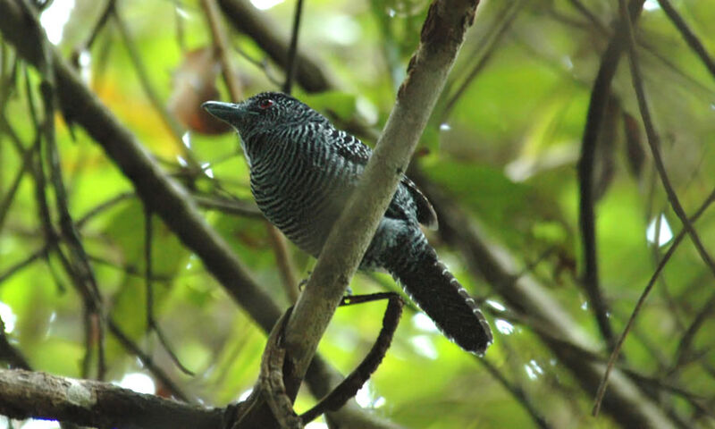 Fasciated Antshrike