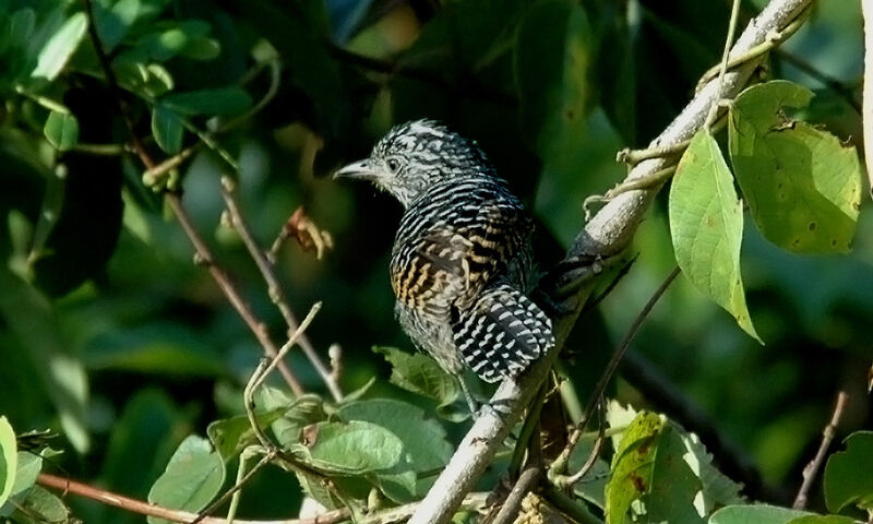 Batara rayé mâle immature