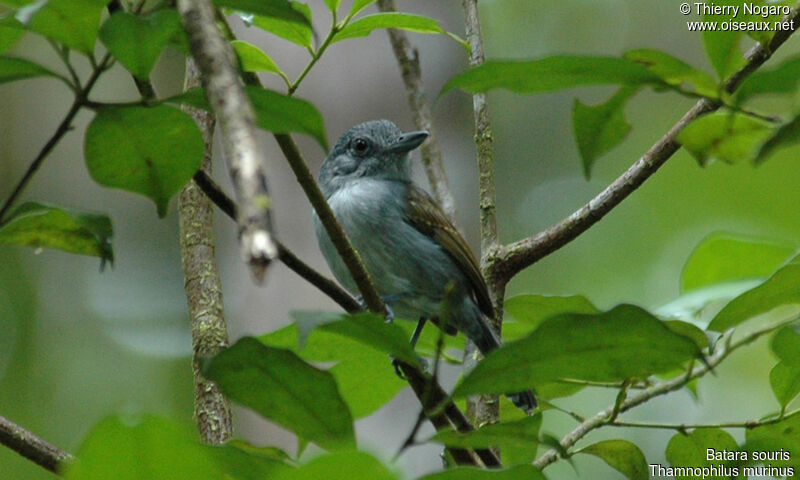 Mouse-colored Antshrike