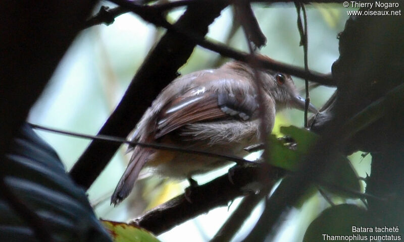 Northern Slaty Antshrike