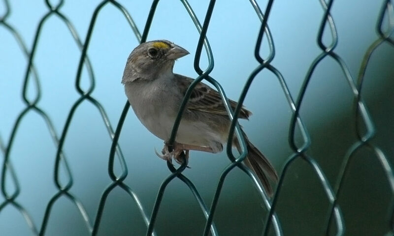 Bruant des savanes