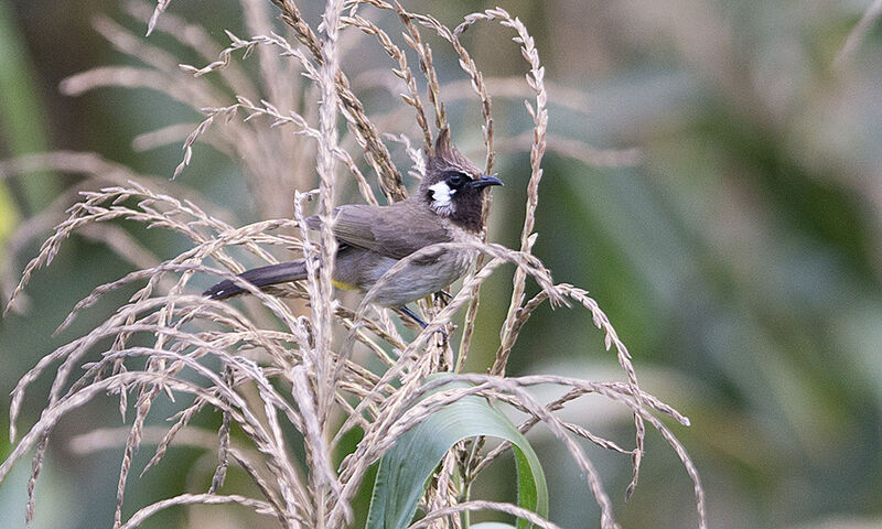 Bulbul à joues blanches