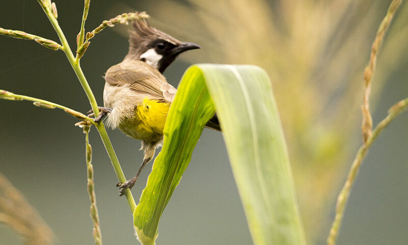 Bulbul à joues blanches