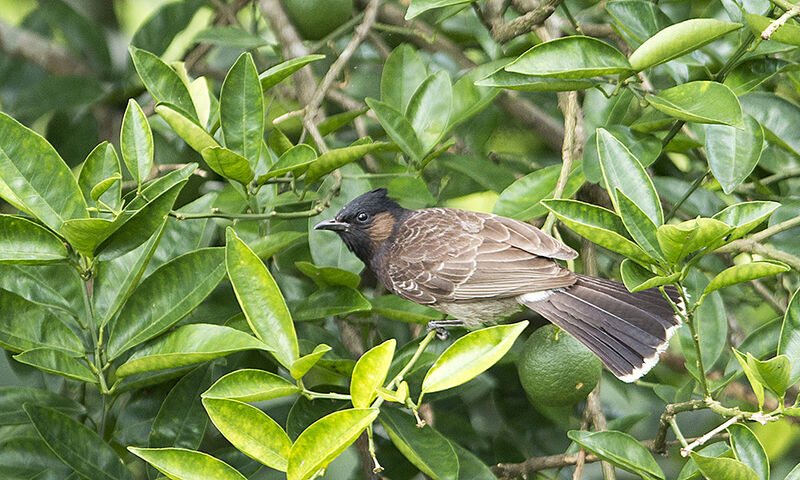 Bulbul à ventre rouge