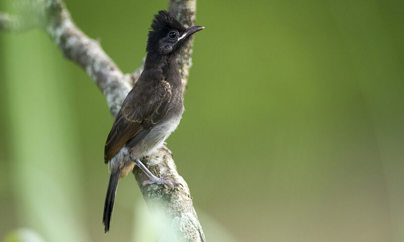 Bulbul à ventre rougejuvénile, identification