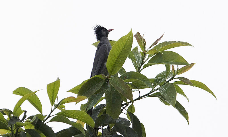 Bulbul noir