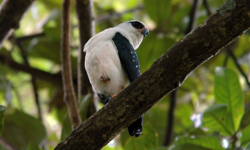 Black-faced Hawk