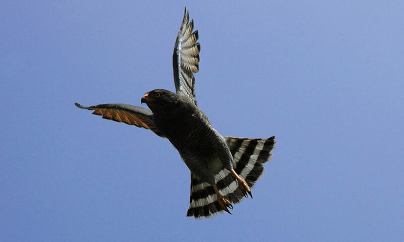 Roadside Hawk