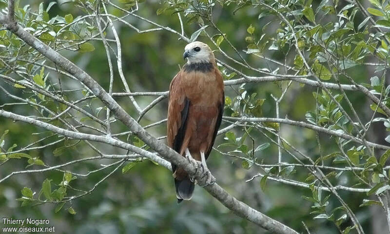 Black-collared Hawkadult, close-up portrait