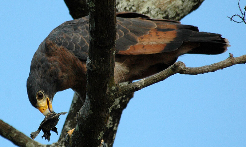 Rufous Crab Hawk