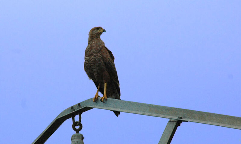 Savanna Hawk