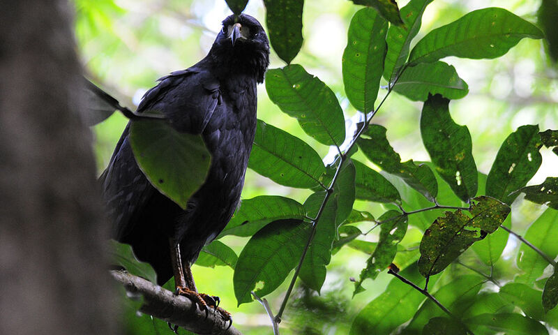 Great Black Hawk