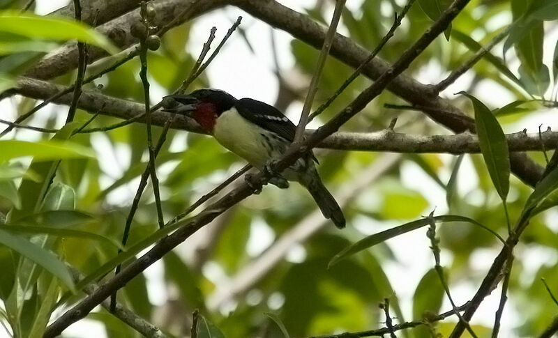 Black-spotted Barbet