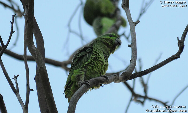 Short-tailed Parrot