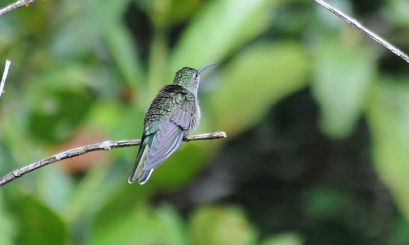 Grey-breasted Sabrewing