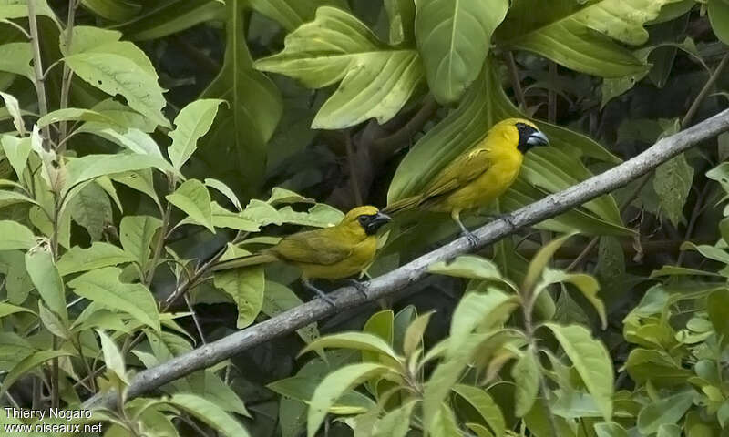 Yellow-green Grosbeakadult