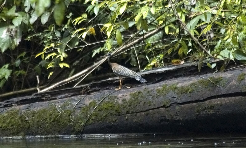 Sunbittern