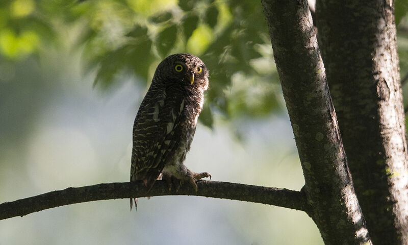 Asian Barred Owlet