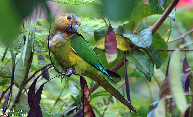 Conure cuivréeadulte, identification