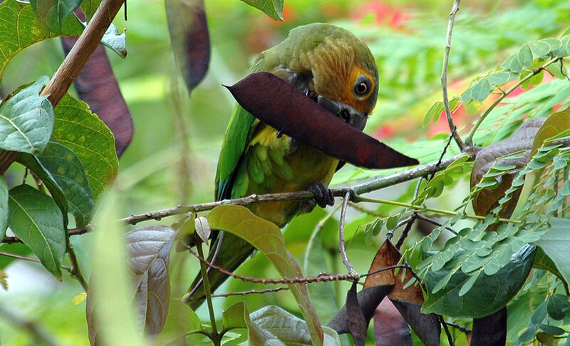 Conure cuivrée