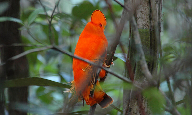 Guianan Cock-of-the-rock