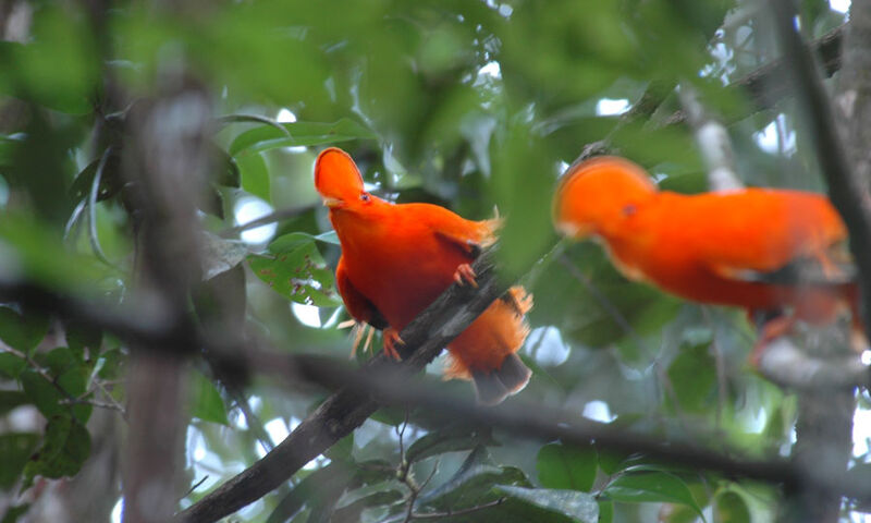 Coq-de-roche orange