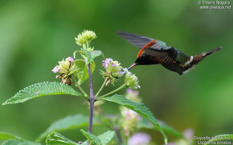 Tufted Coquette male adult