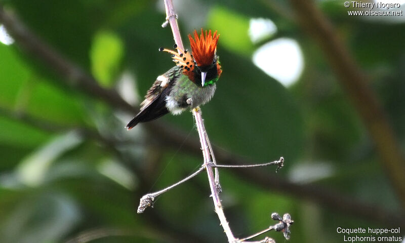 Tufted Coquette male adult